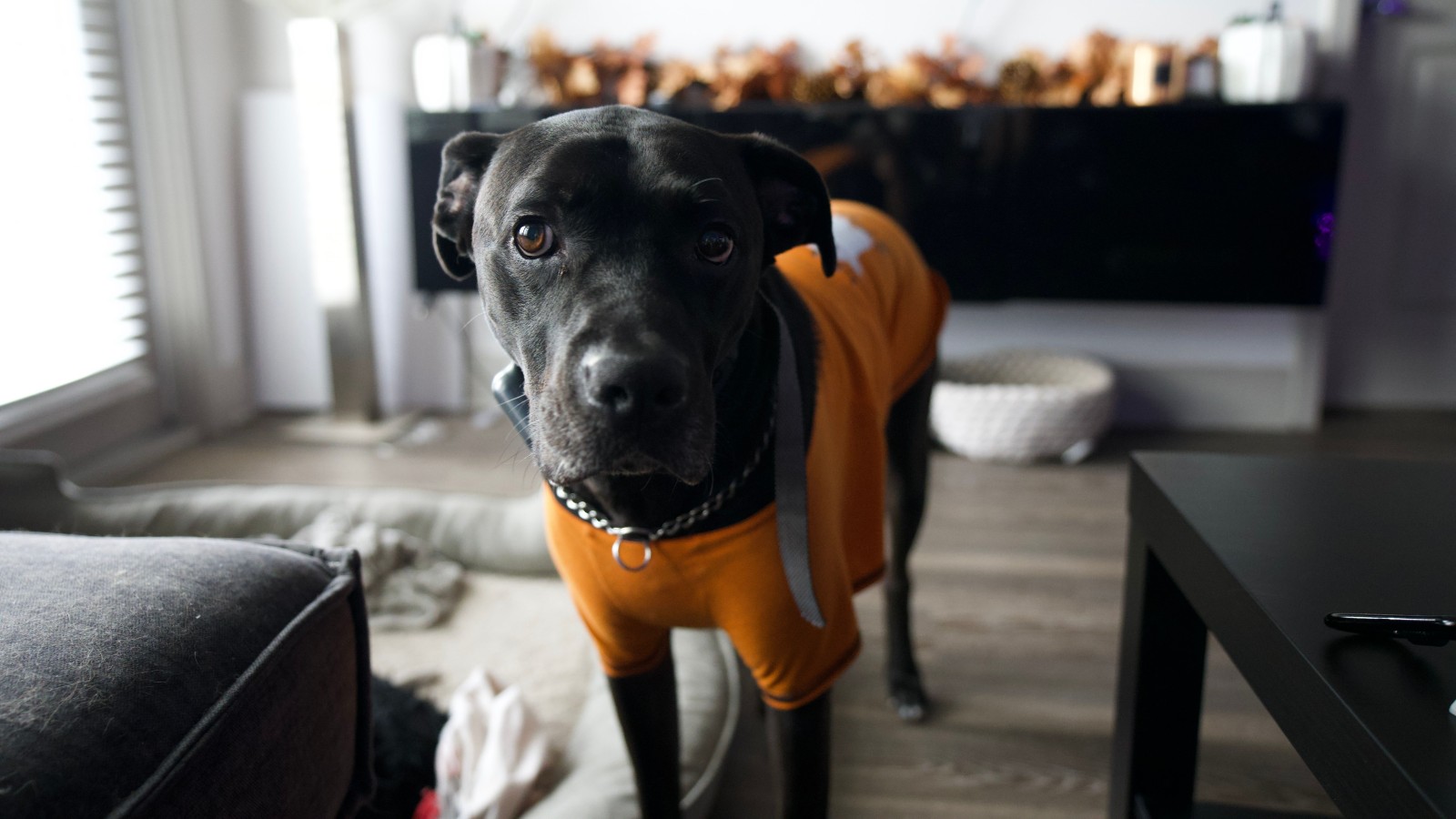 We Thought We Were Saving Money: Cheap Pet Sitting Favor Ends in Four Figure Disaster pexels mark alicea 414049624 15889436 afb2c5 We Thought We Were Saving Money: Cheap Pet Sitting Favor Ends in Four Figure Disaster