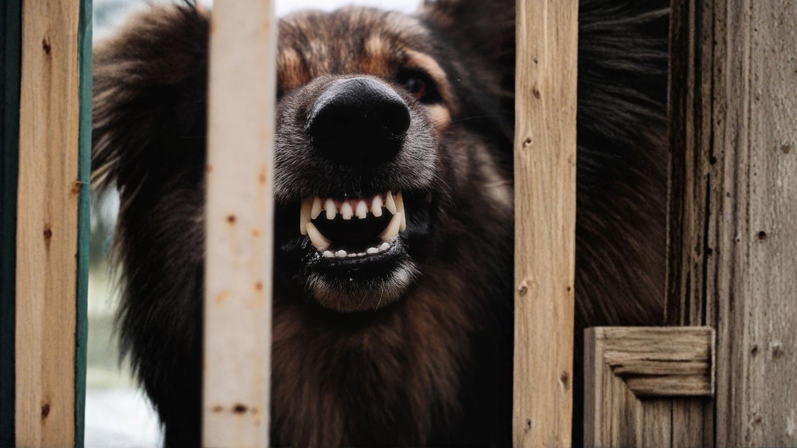 An Aggressive Dog Has Been Terrorizing His Neighborhood for Four Years — Animal Control Has Done Absolutely Nothing scary dog gritting its teeth