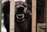 An Aggressive Dog Has Been Terrorizing His Neighborhood for Four Years — Animal Control Has Done Absolutely Nothing