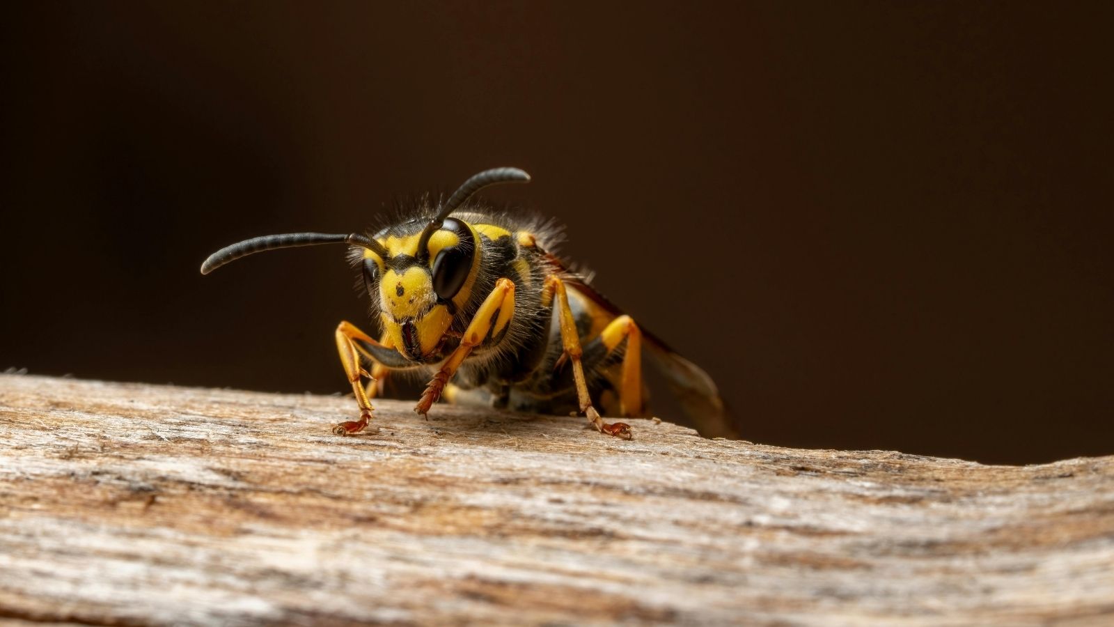 wasp on a piece of wood