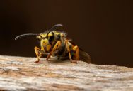 “He Didn’t Even Hesitate”: Why a Hotel Worker Slashed a Guest’s Bill After a 30-Second Encounter With a Wasp