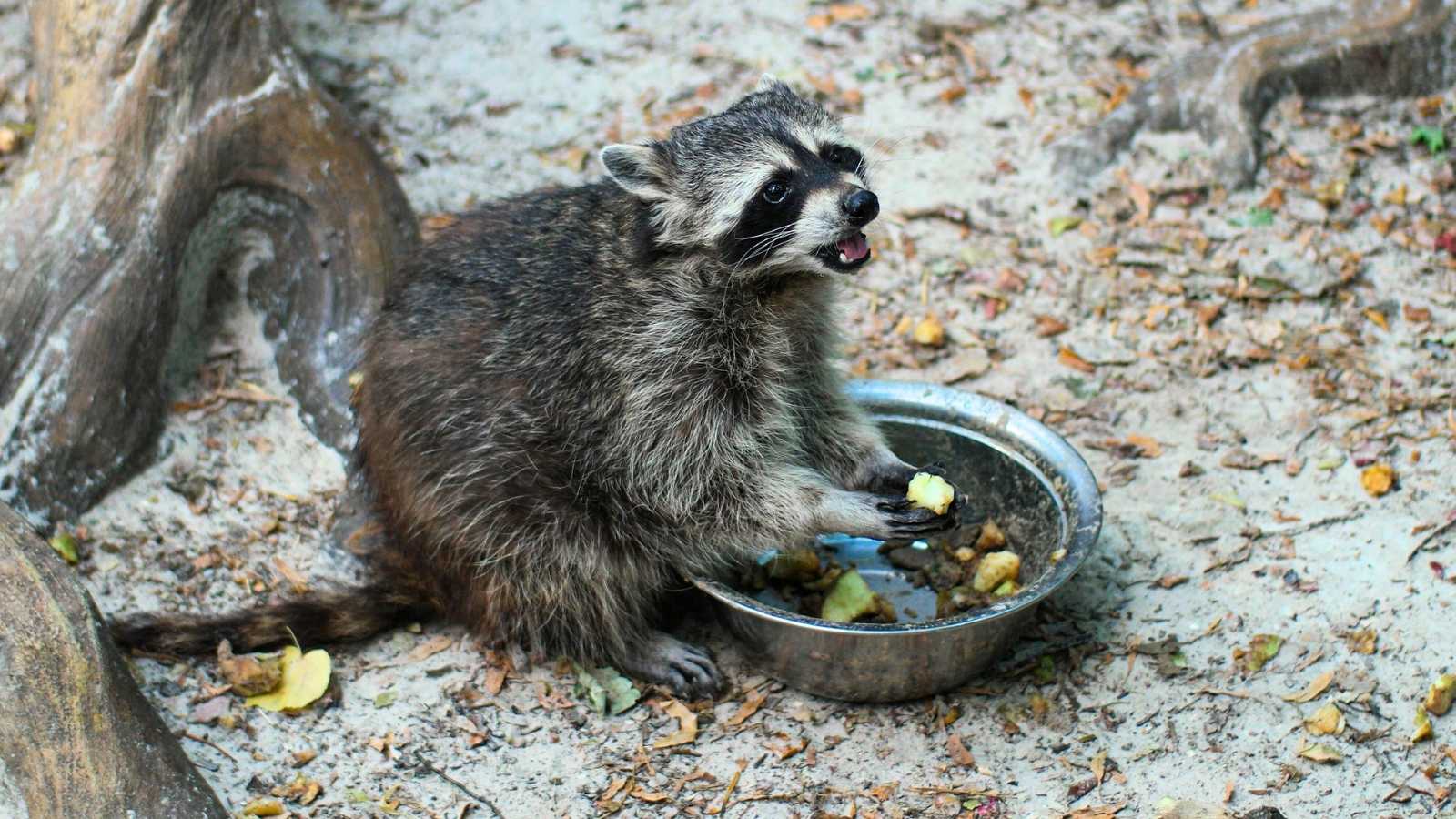 A Homeowner Warned Her Neighbor About Feeding Wildlife. The Payback Was Swift, Loud, and Smelly. wild raccoon eating out of pet food bowl