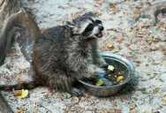 A Homeowner Warned Her Neighbor About Feeding Wildlife. The Payback Was Swift, Loud, and Smelly.