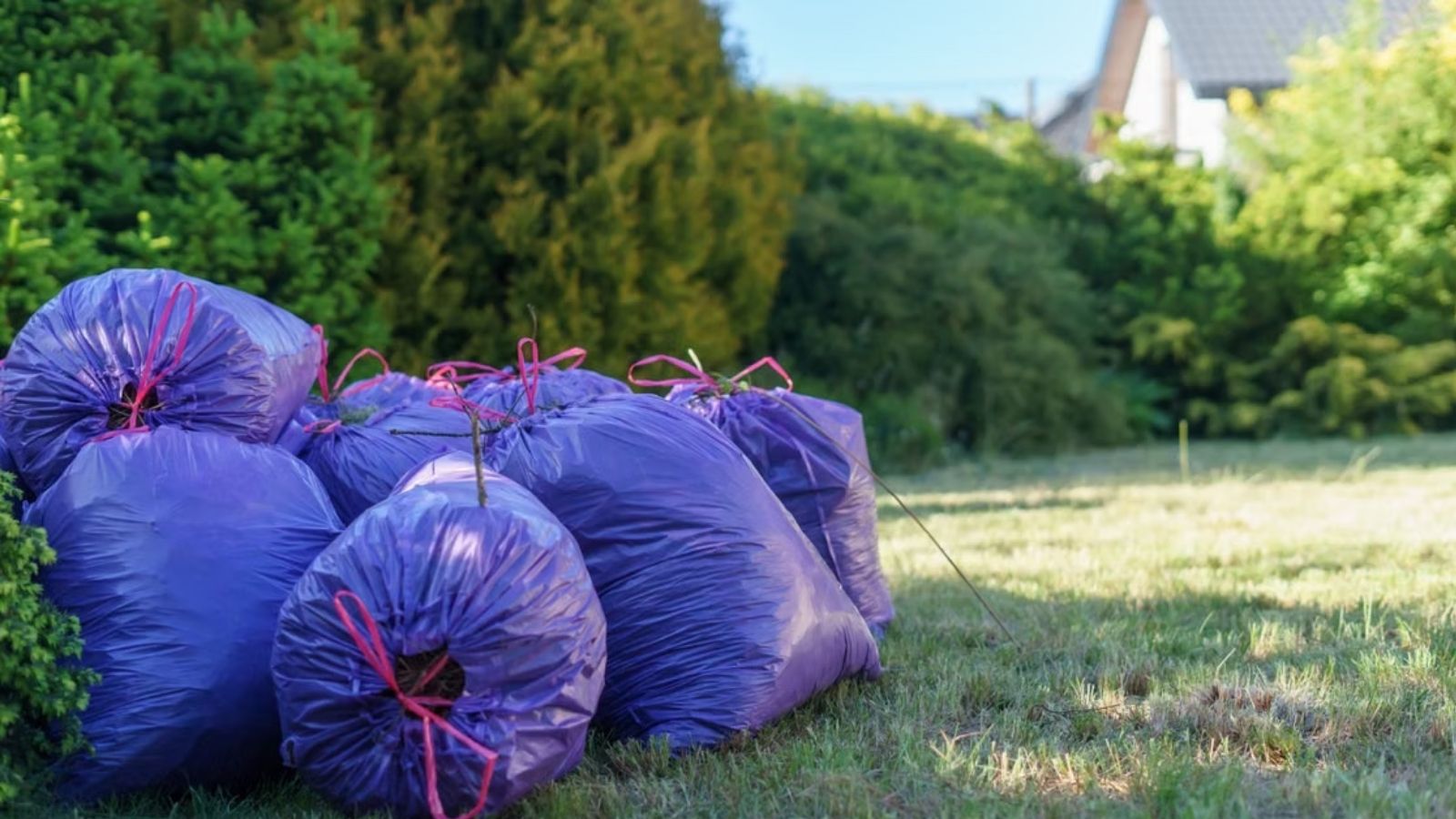 A pile of blue trash bags sitting in the backyard