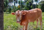 Neighbor Threatens to Report His Two Cows—So He Uses a City Rule Against Him