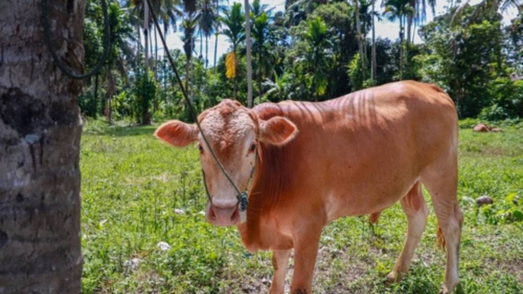 Cow in the yard