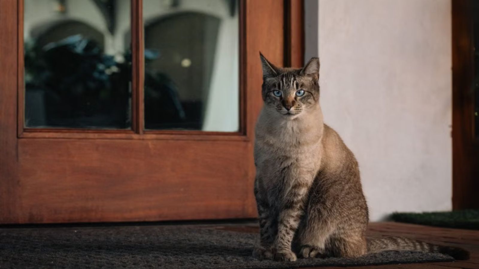 Woman Instructed Her Guests Not To Let Her Indoor Cat Outside, But She Went Home To Find Her Beloved Pet Missing Cute cat standing outside the door