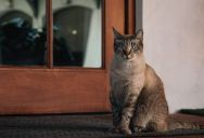 Woman Instructed Her Guests Not To Let Her Indoor Cat Outside, But She Went Home To Find Her Beloved Pet Missing