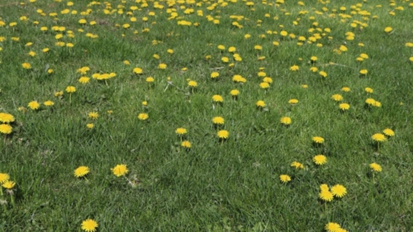 Neighbor Calls Enforcement Over Dandelions, So Homeowner Responds in an Unexpected Way Weedy lawn