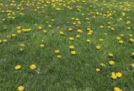Neighbor Calls Enforcement Over Dandelions, So Homeowner Responds in an Unexpected Way