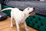 He Asked His Mother-in-Law to Stop Giving Their Barking Dog Attention—Then He Finally Lost His Temper.