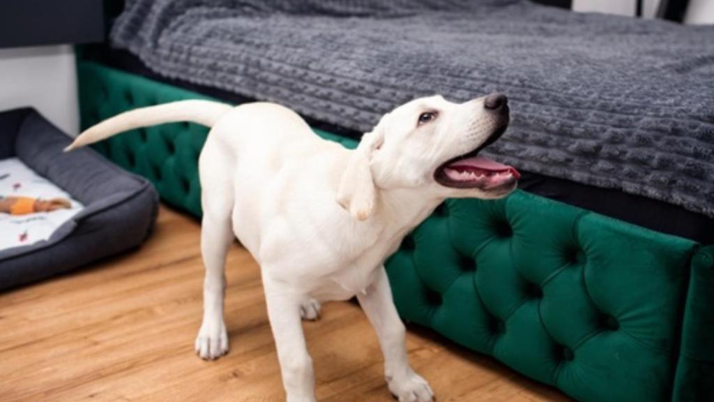 Dog barking