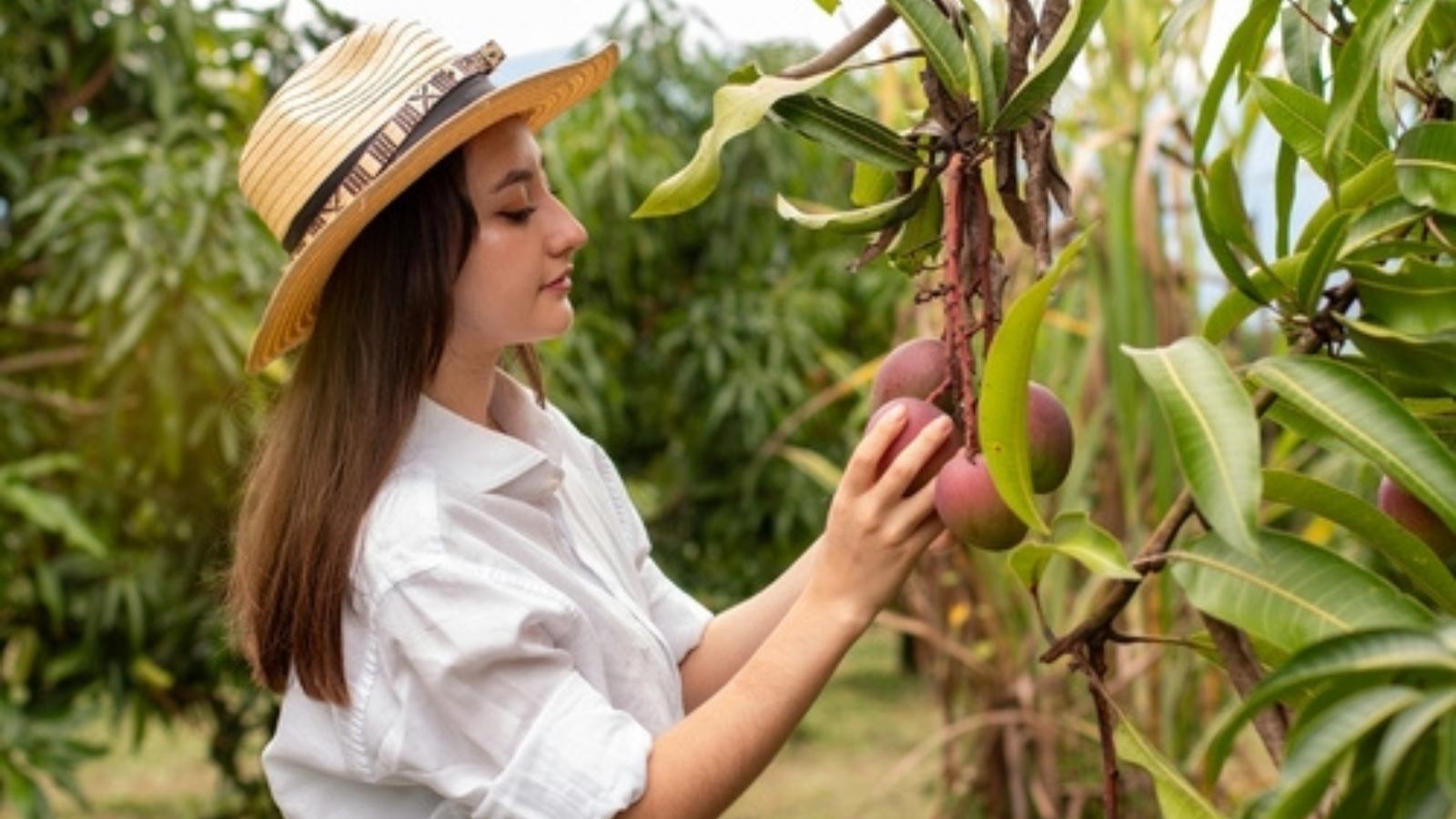 Enjoy the Smell!: School Banned Mango Picking to Stop Food Fights—Then Rotting Fruit Caused Chaos Woman picking mangos