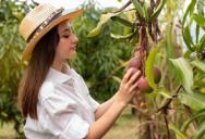 “Enjoy the Smell!”: School Banned Mango Picking to Stop Food Fights—Then Rotting Fruit Caused Chaos