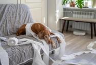 Their Neighbor Keeps Banging on the Ceiling Over Their Dogs—Now They Don’t Know What to Do
