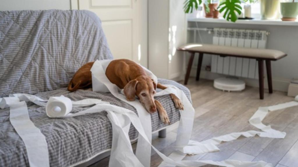 Dog made a mess