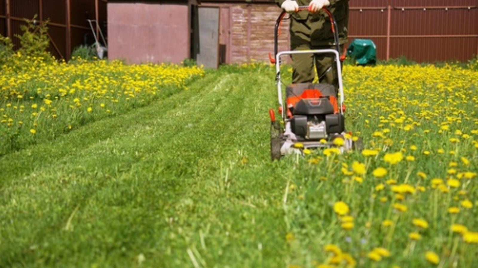 You Cant Evict Her Now: Man Steps In to Save Elderly Neighbor After Cruel Code Enforcement Complaints Mowing dandelion covered lawn