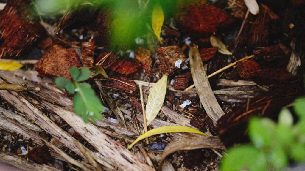 Organic materials on the ground to help plants grow
