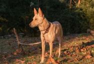 The “Loud Revenge” Strategy: Homeowners Turn to Noise Tactics in Escalating Dog Dispute