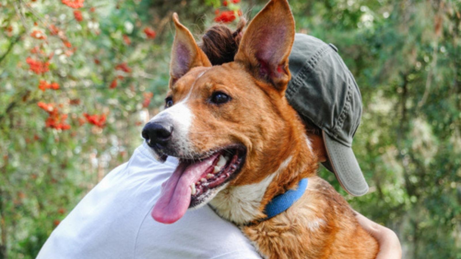 Dog being hugged