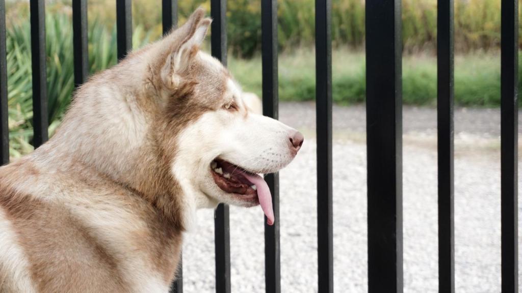 Red husky standing at a fence