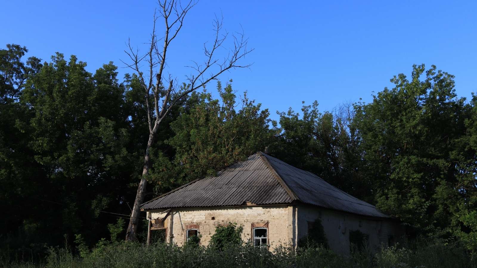 Dilapidated home in an overgrown home