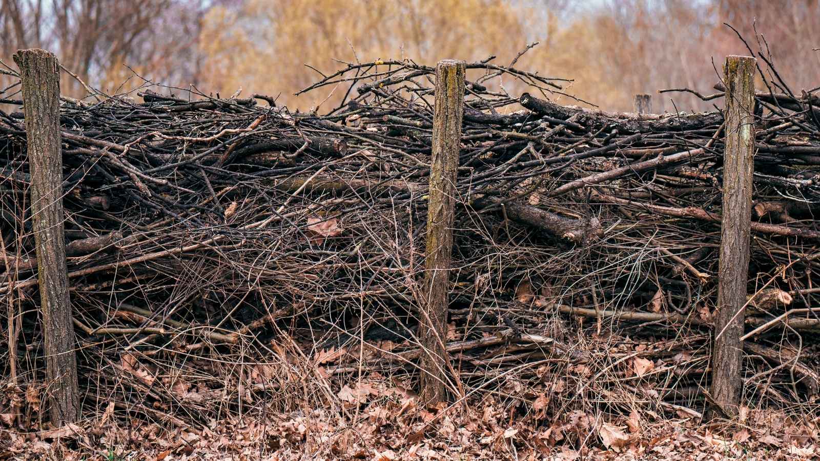 He Tore It Down!: Homeowner Builds Privacy Hedge to Stop Nosey Neighbor, But He Destroys It Overnight Dead hedge that someone built