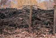 “He Tore It Down!”: Homeowner Builds Privacy Hedge to Stop Nosey Neighbor, But He Destroys It Overnight