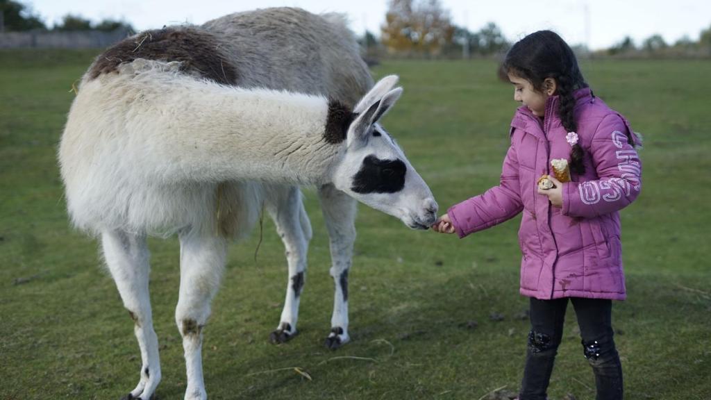 Kid feeding a llama in a field