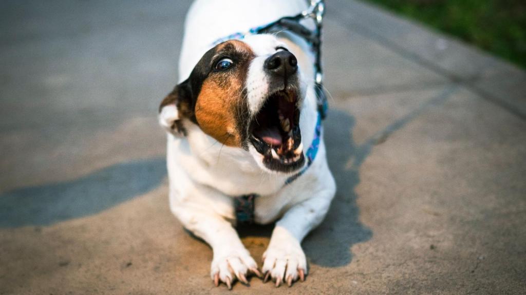 Jack Russell Terrier barking out of fear