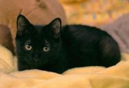 A Woman Adopted a Free Kitten—Days Later, the Previous Owner Demanded It Back Because the Mom Cat Missed Her