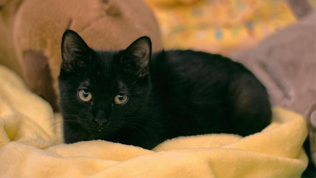 12-week-old black kitten