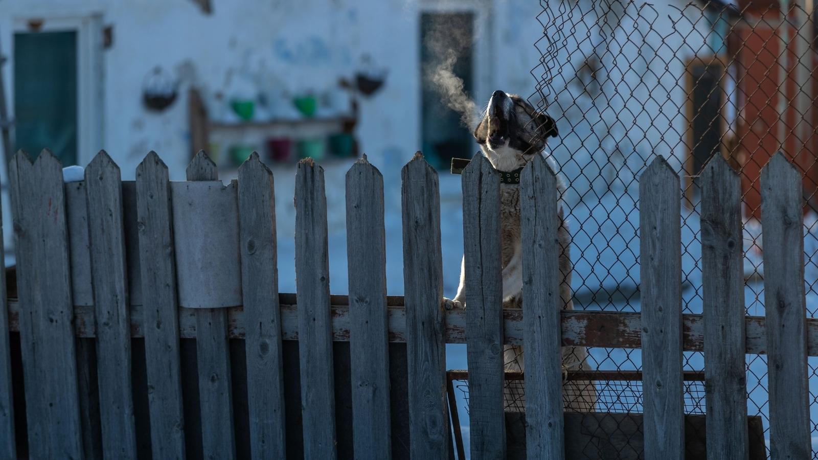 Dog standing against a wooden fence barking