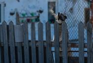 Her Neighbor’s Dogs Bark At Everything — Even The Bathroom Light Turning On — And She’s Finally Reached Her Breaking Point
