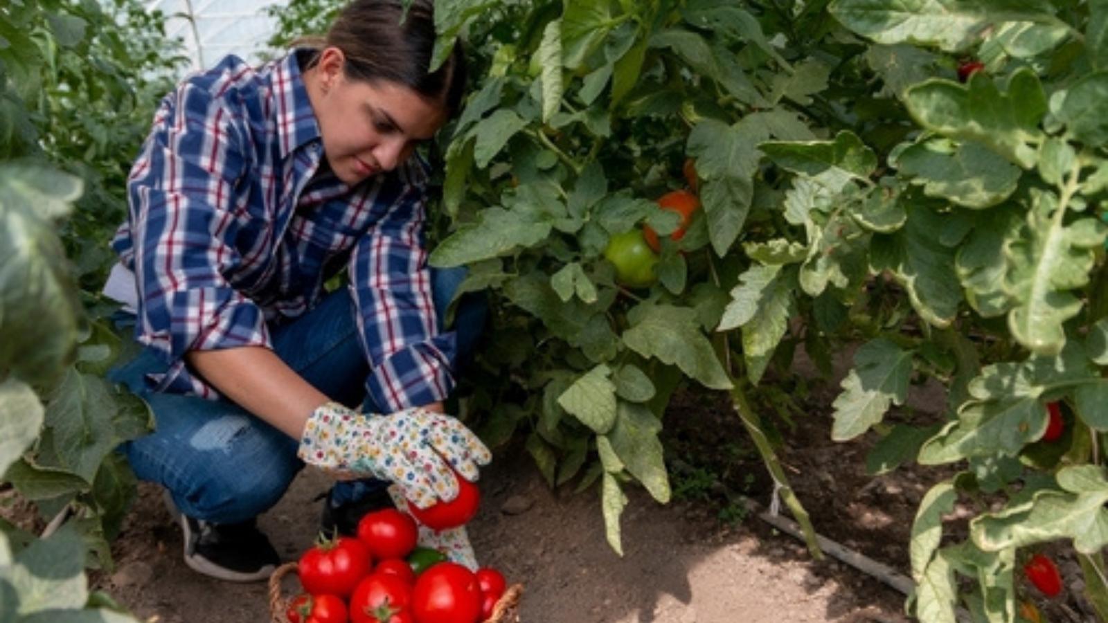 She Nurtured Volunteer Tomato Plants for Weeks—Until Her Neighbor Claimed the Harvest and Caused a Drama Woman picking tomatoes
