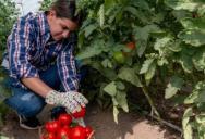 She Nurtured Volunteer Tomato Plants for Weeks—Until Her Neighbor Claimed the Harvest and Caused a Drama