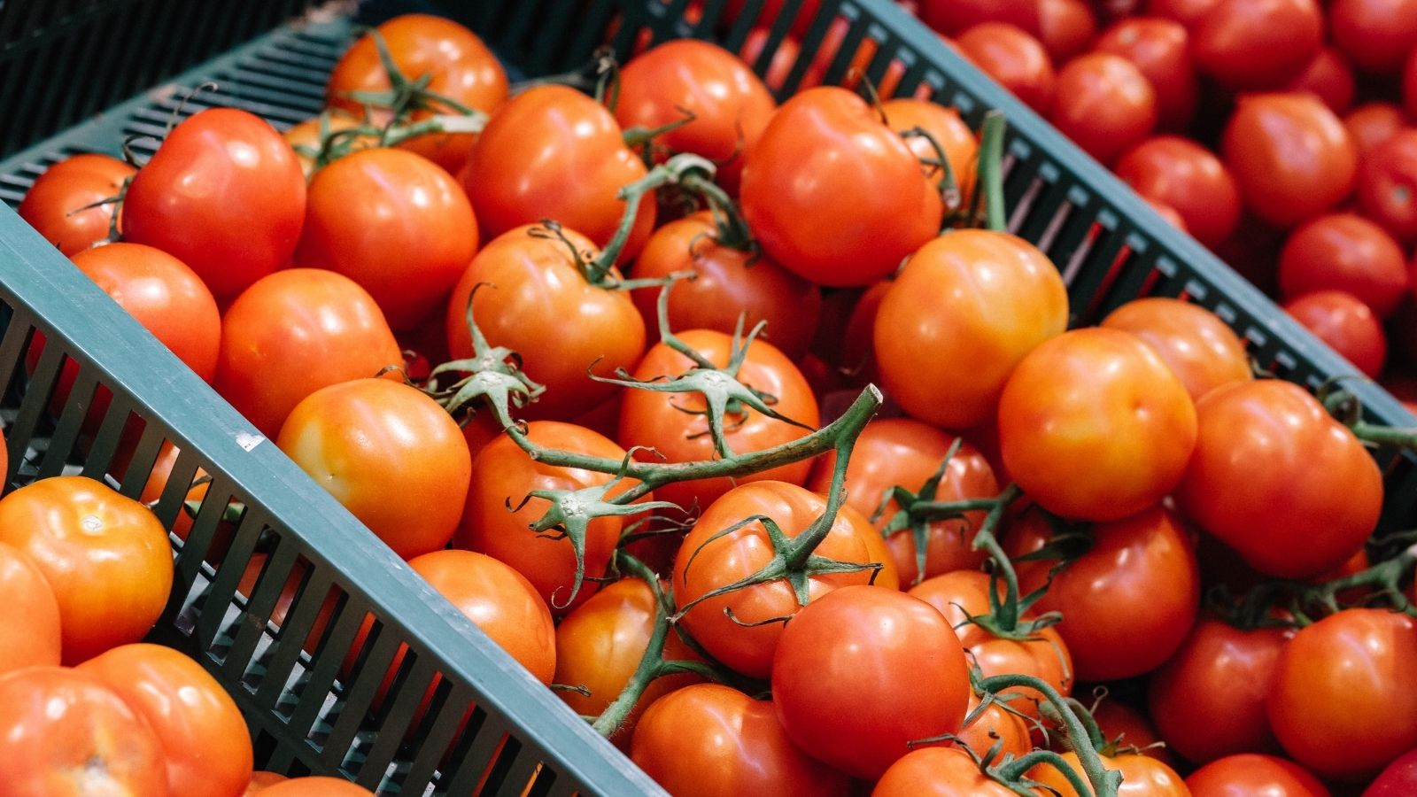 tomatoes at a grocery store