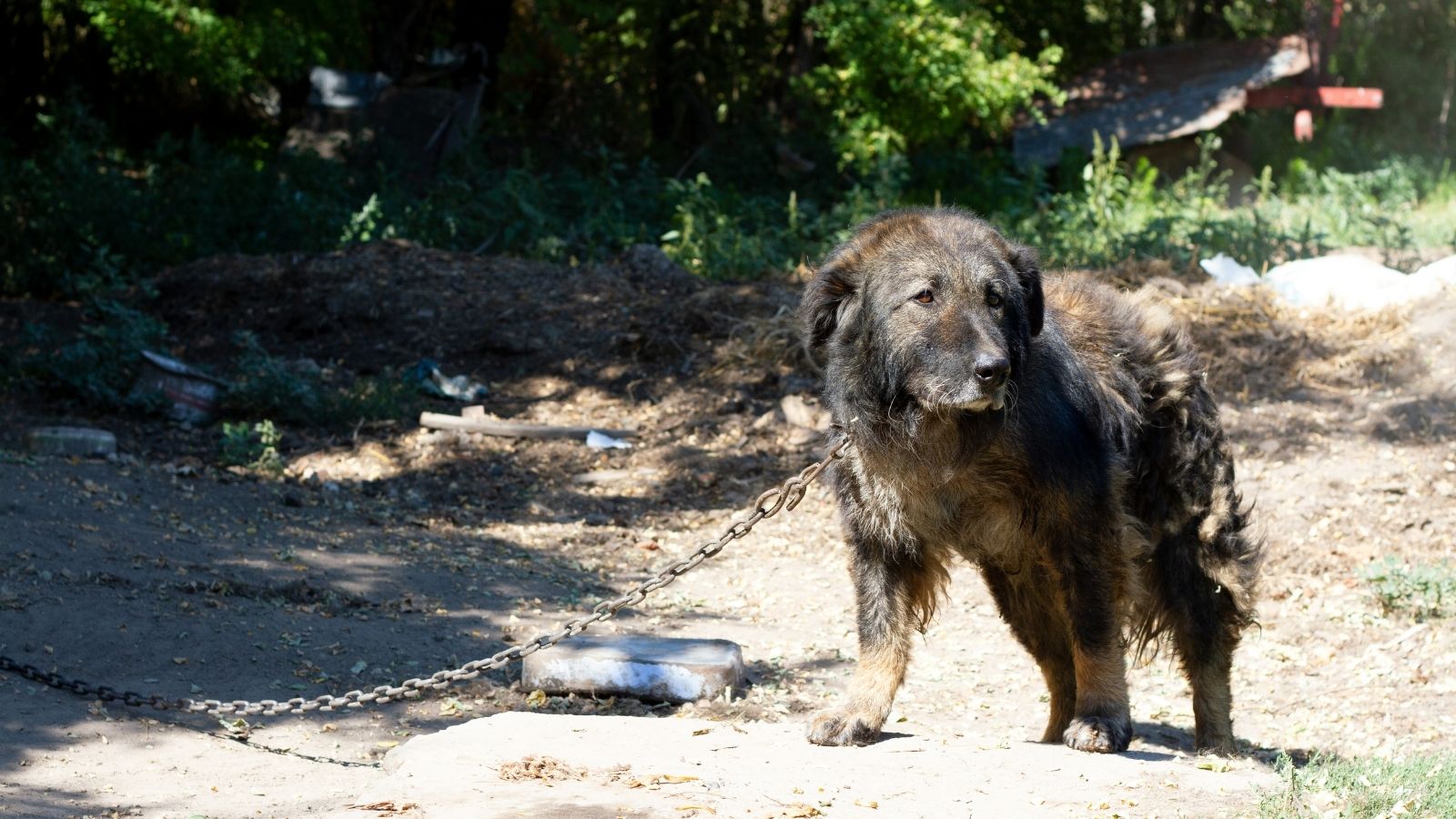 Were Not Safe in Our Own Yard: Couple Left Outraged After Neighbor Ignores Dogs Violent Lunge dog chained outside
