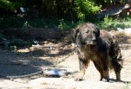 “We’re Not Safe in Our Own Yard”: Couple Left Outraged After Neighbor Ignores Dog’s Violent Lunge