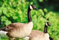 A Territorial Goose Attacked a Little Boy outside a Hotel—Until a Brave Guest Stepped in to Save Him