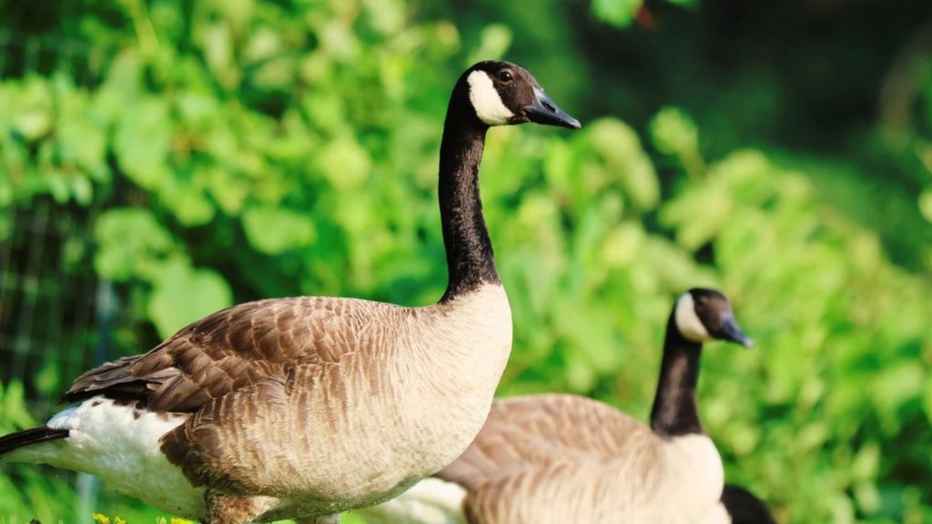 Canadian Geese