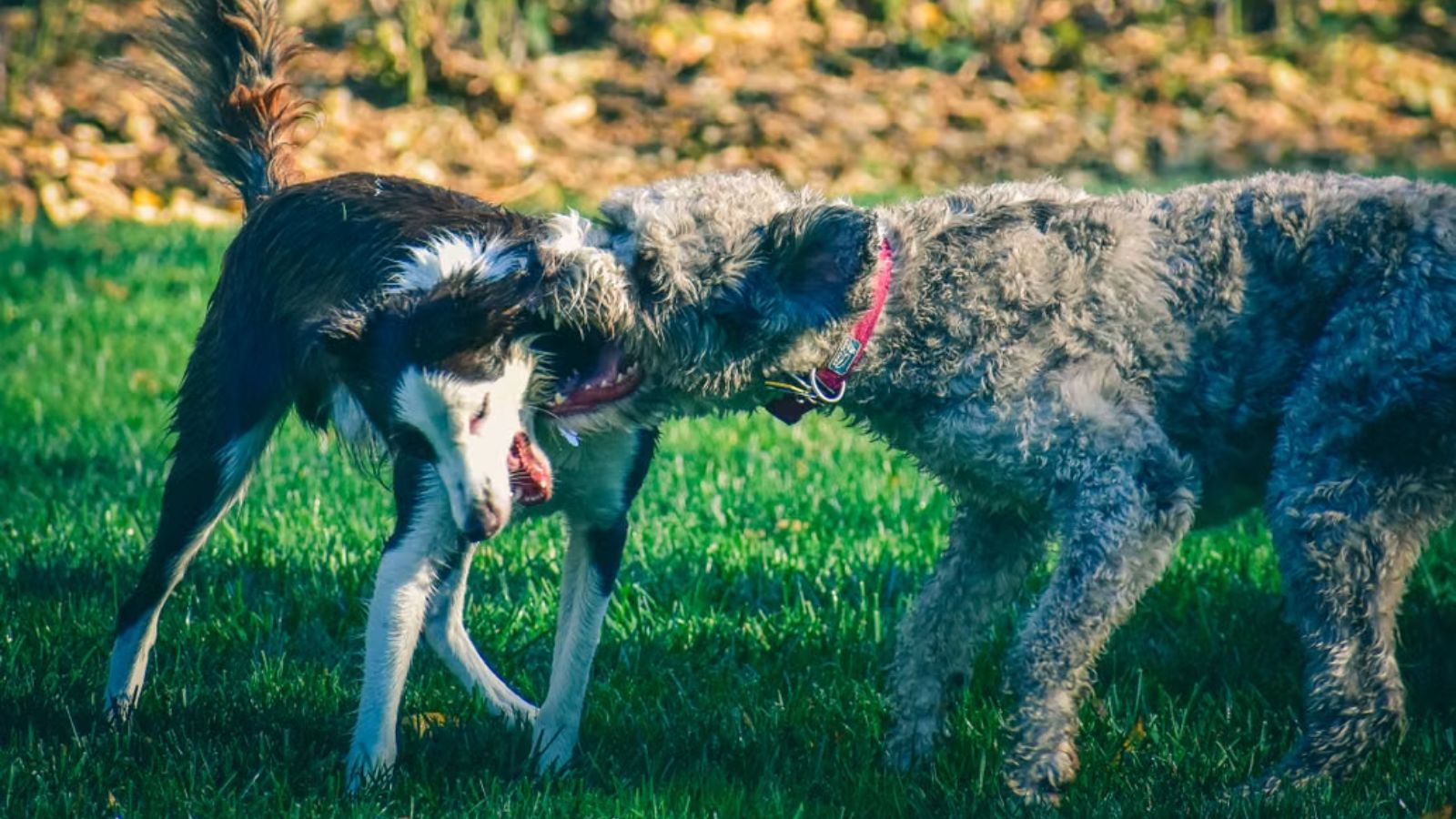 Neighbor Kept Letting Aggressive Dogs Roam Off Leash—Management Brushed Off Her Complaints Two dogs having a playful interaction on a sunny day in the park