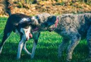 Neighbor Kept Letting Aggressive Dogs Roam Off Leash—Management Brushed Off Her Complaints