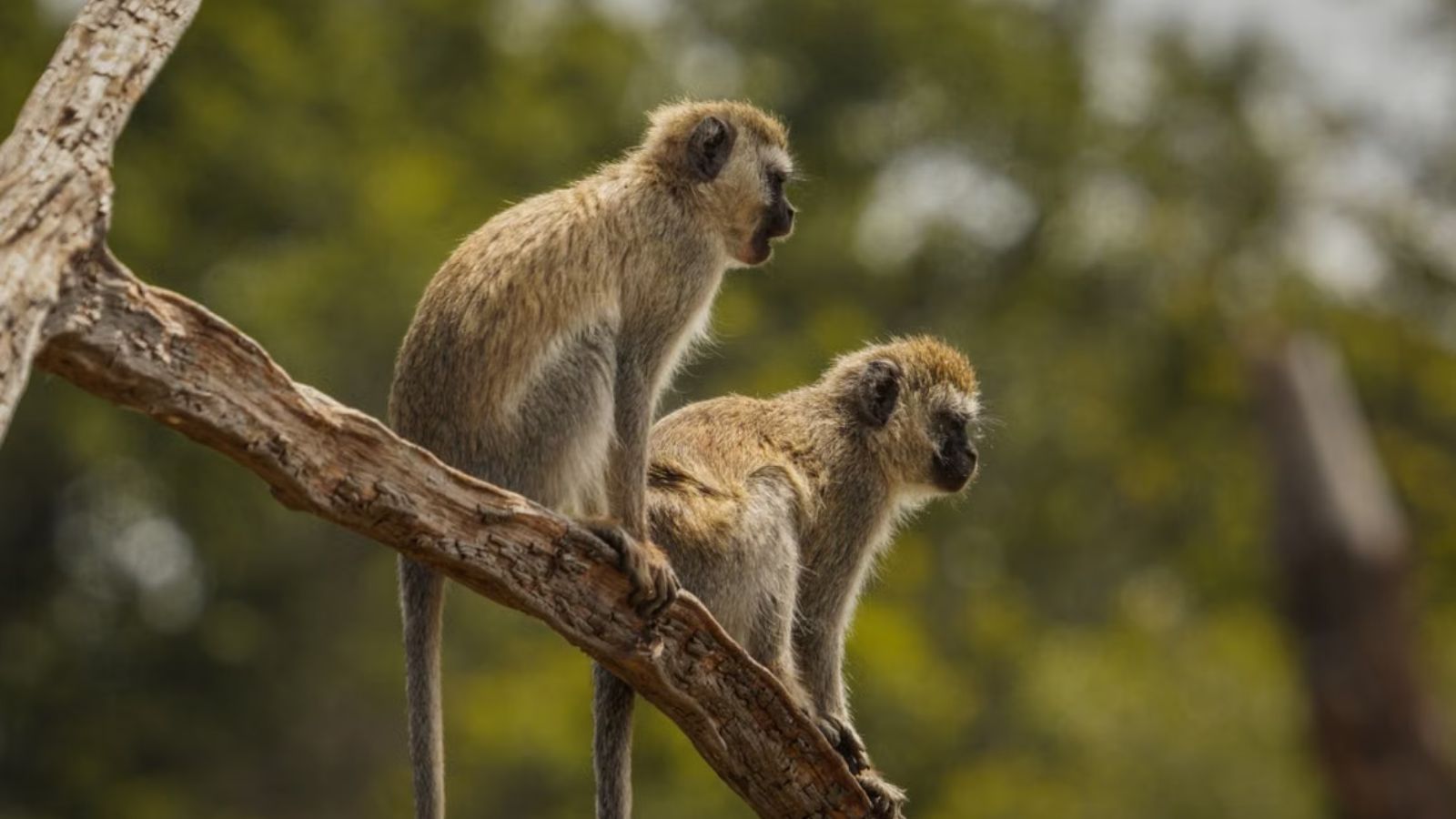 Monkeys sitting on the branch of a tree