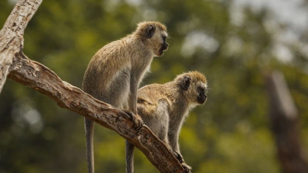 Monkeys sitting on the branch of a tree