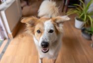 An Upstairs Neighbor Ignored Every Rule With Loud Dogs and Blaring Music—So He Brought Out a Massive Speaker to Fight Back