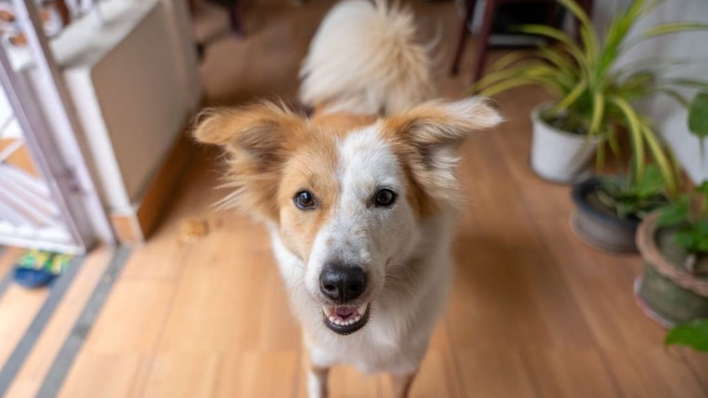 Adorable collie dog standing and barking on a wooden floor indoors