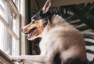 Man Has A Neighbor Whose Dog Barks And Cries All Day While The Owner Is Away, But He’s Not Sure How To Talk To The Neighbor About The Barking