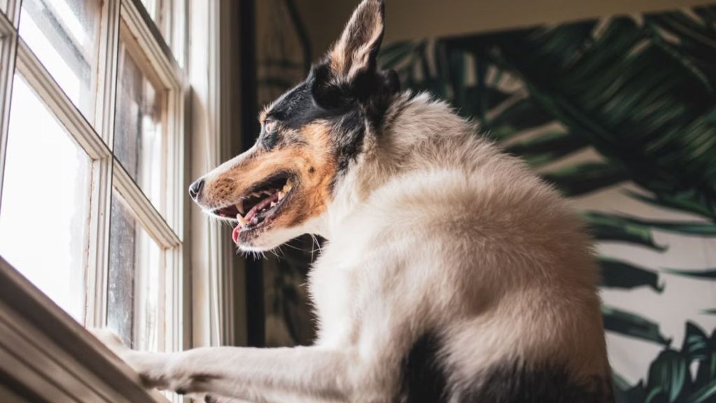 Adorable Border Collie eagerly looking out the window indoors