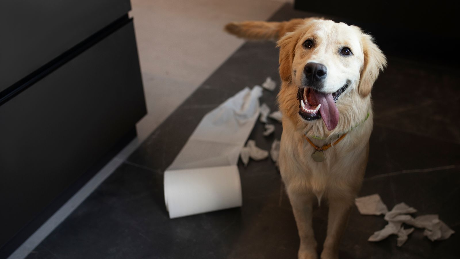 Dog making a mess inside the house
